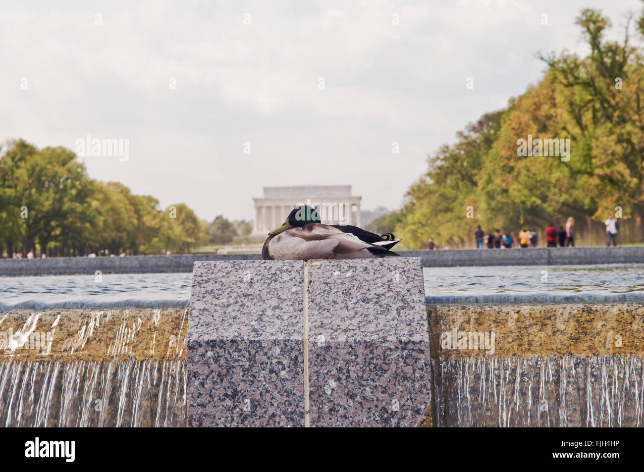 Washington, DC: close-up of a duck resting at the Mall, with Lincoln Memorial as background. Stock Photo