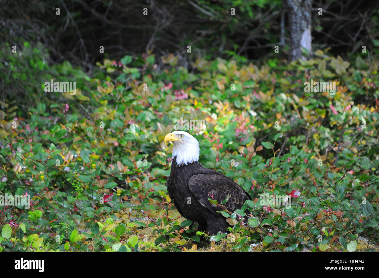 bald Headed Eagle, Campbell River, Vancouver Island, British Columbia, Canada Stock Photo