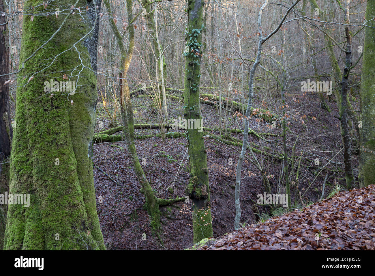 forest canyon with trunks overgrown by moss and dark wet foliage on soil, spots of light Stock Photo