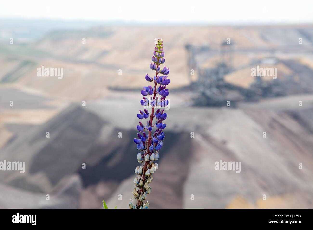 flower in front of Garzweiler surface mine of lignite, brown coal Stock Photo