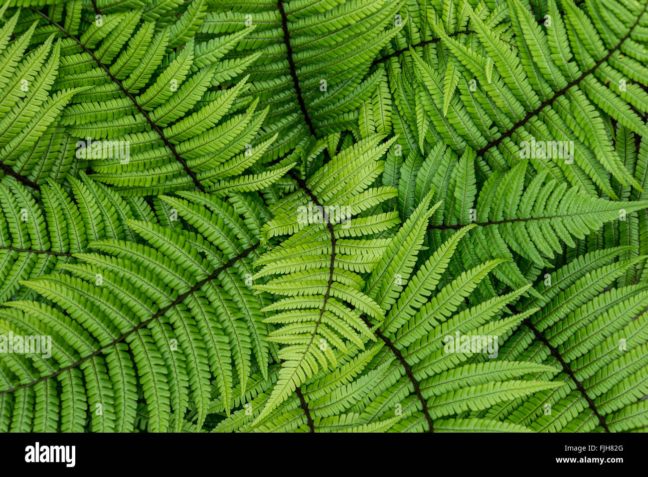 Vibrant abstract backdrop of Ferns Stock Photo