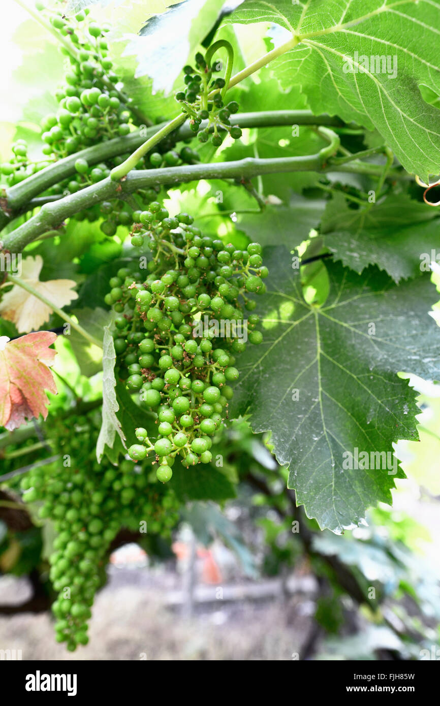 Bunch of grapes in the vineyards of Volastra. Volastra, Manarola, Cinque Terre, La Spezia, Liguria, Italy Stock Photo