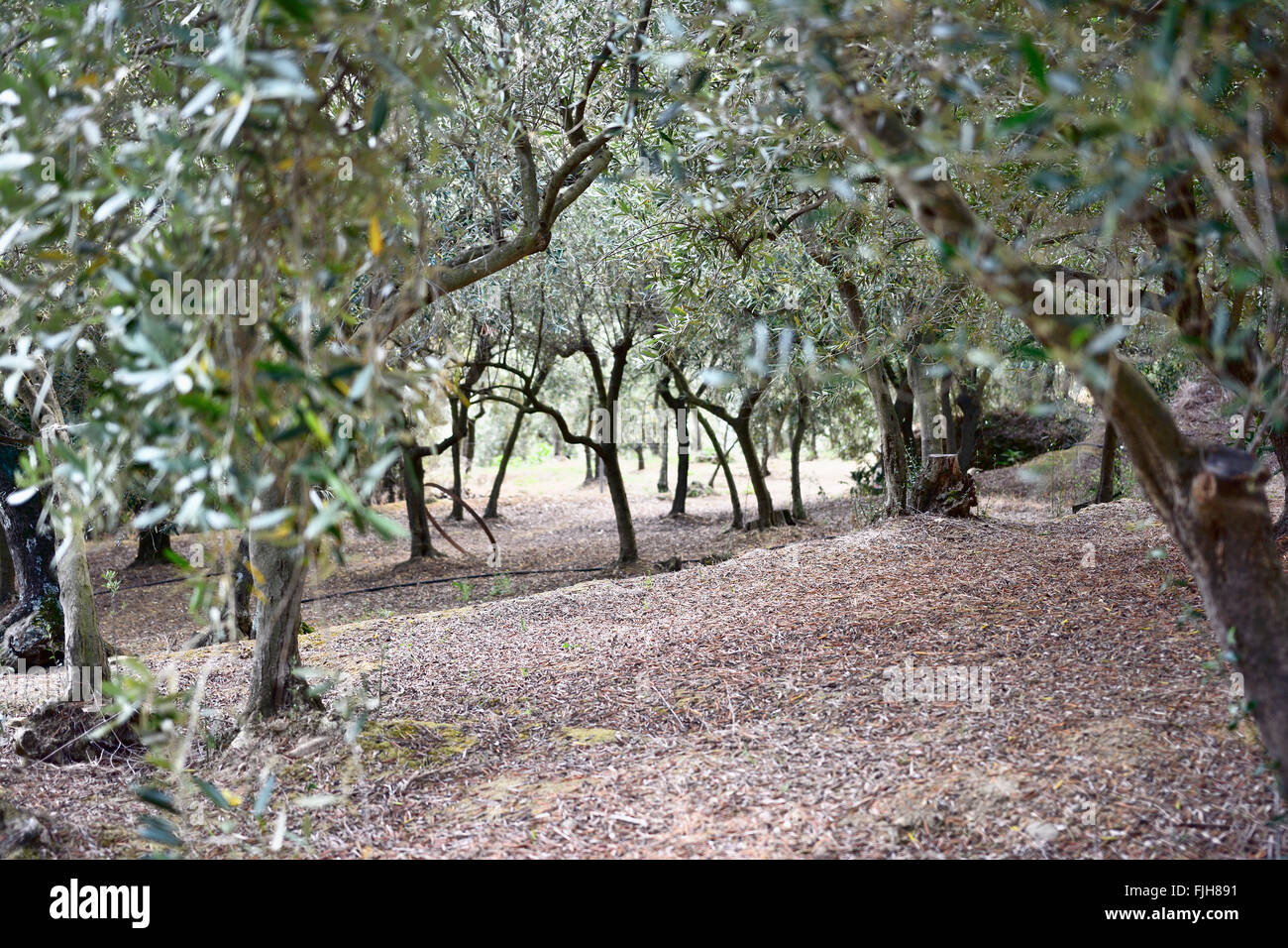 Olive groves in the field of Volastra. Volastra, Manarola, Cinque Terre, La Spezia, Liguria, Italy Stock Photo