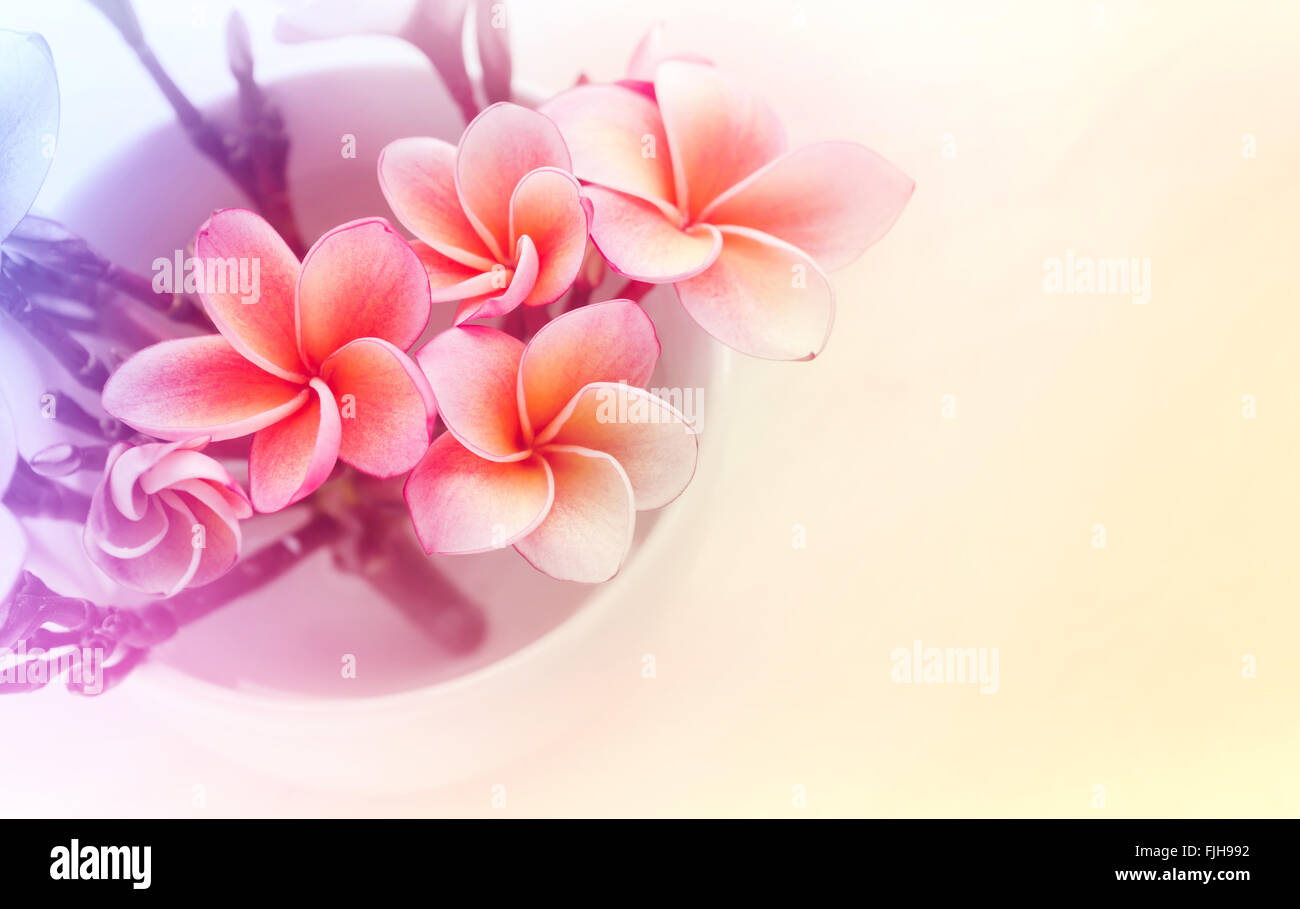(vintage colour) Sweet and romantic dreamy colour bunch of pink  frangrant flowers plumeria or frangipani in white cup Stock Photo