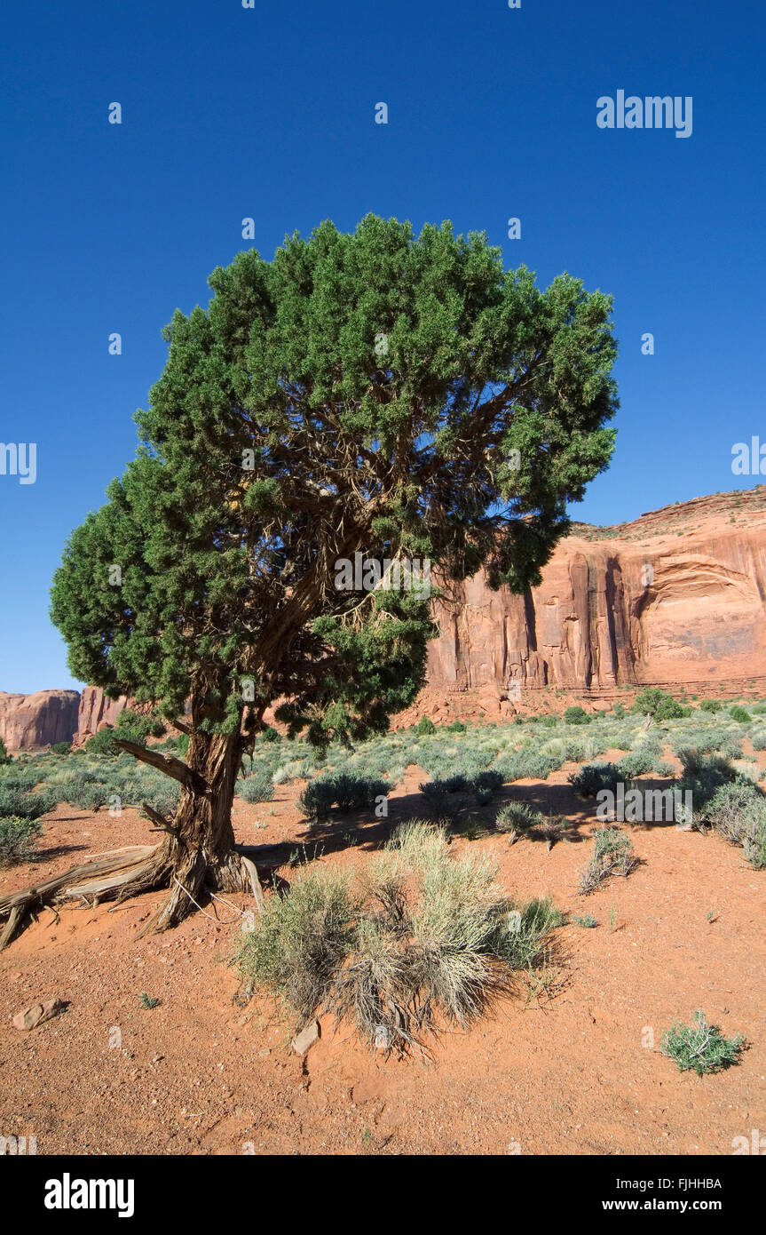 Arizona Cypress (Cupressus arizonica / Callitropsis arizonica) in the Monument Valley Navajo Tribal Park, Arizona, US Stock Photo
