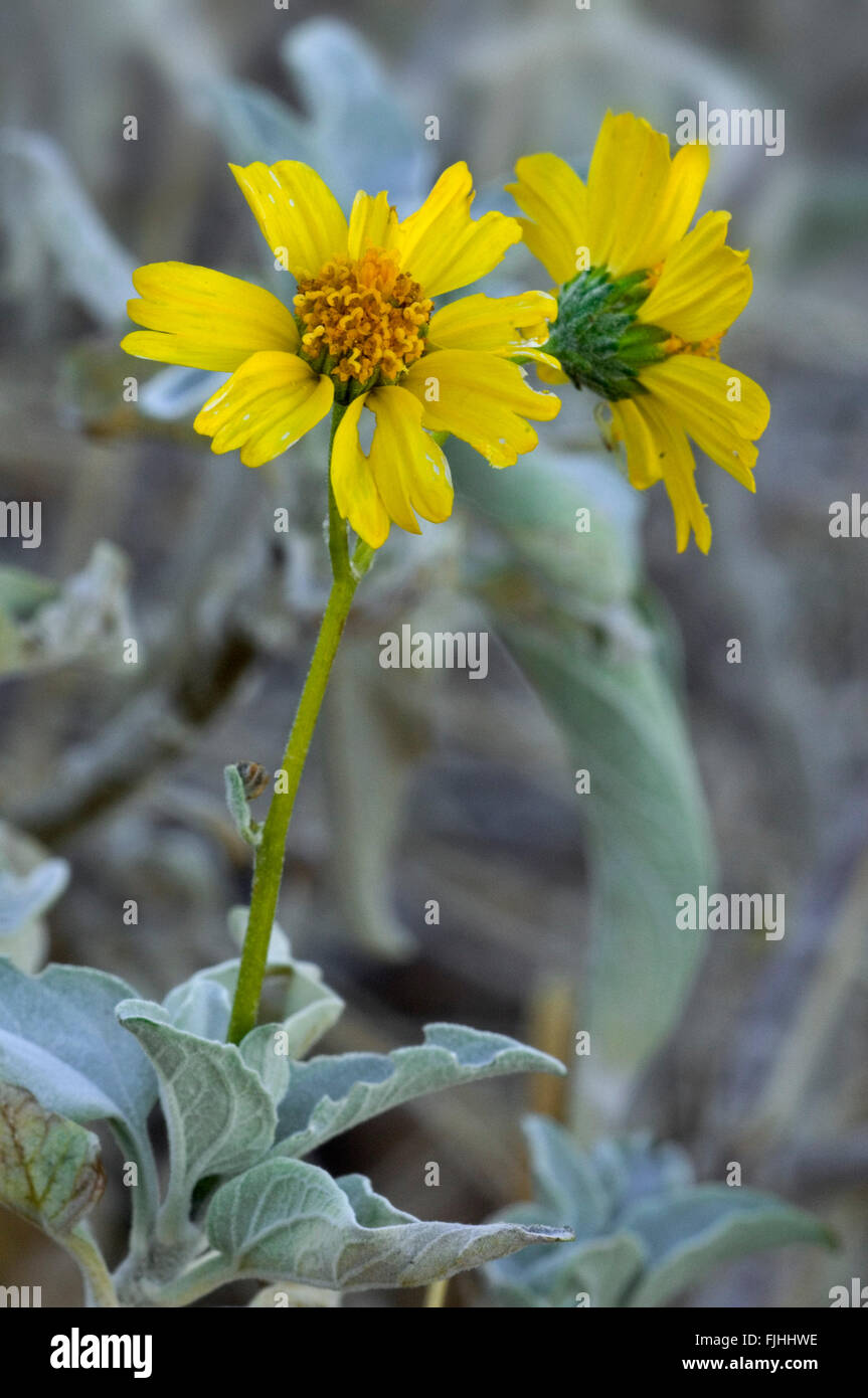 Brittlebush / brittlebrush (Encelia farinosa) in flower, native to