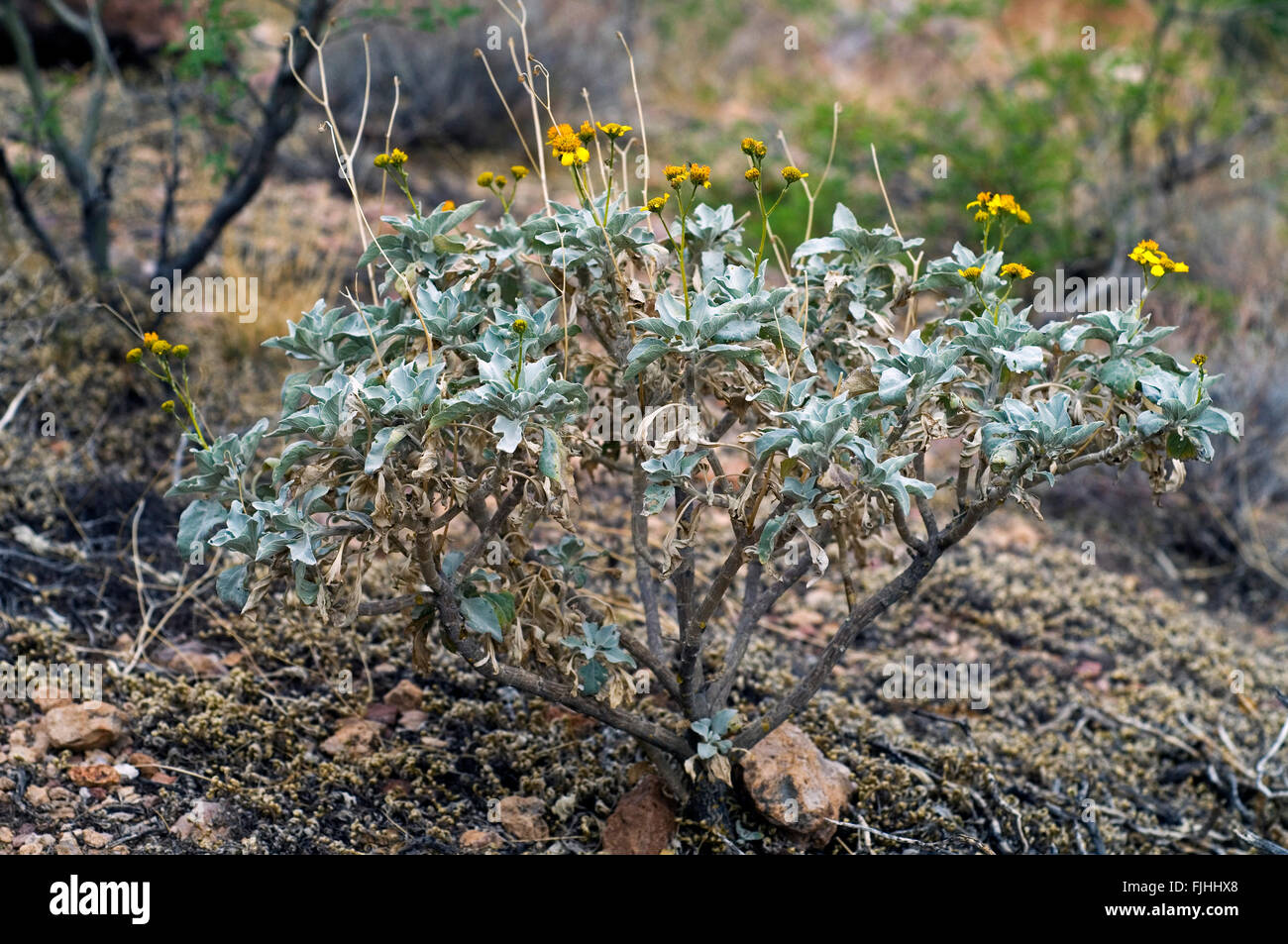 Brittlebush / brittlebrush (Encelia farinosa) in flower, native to