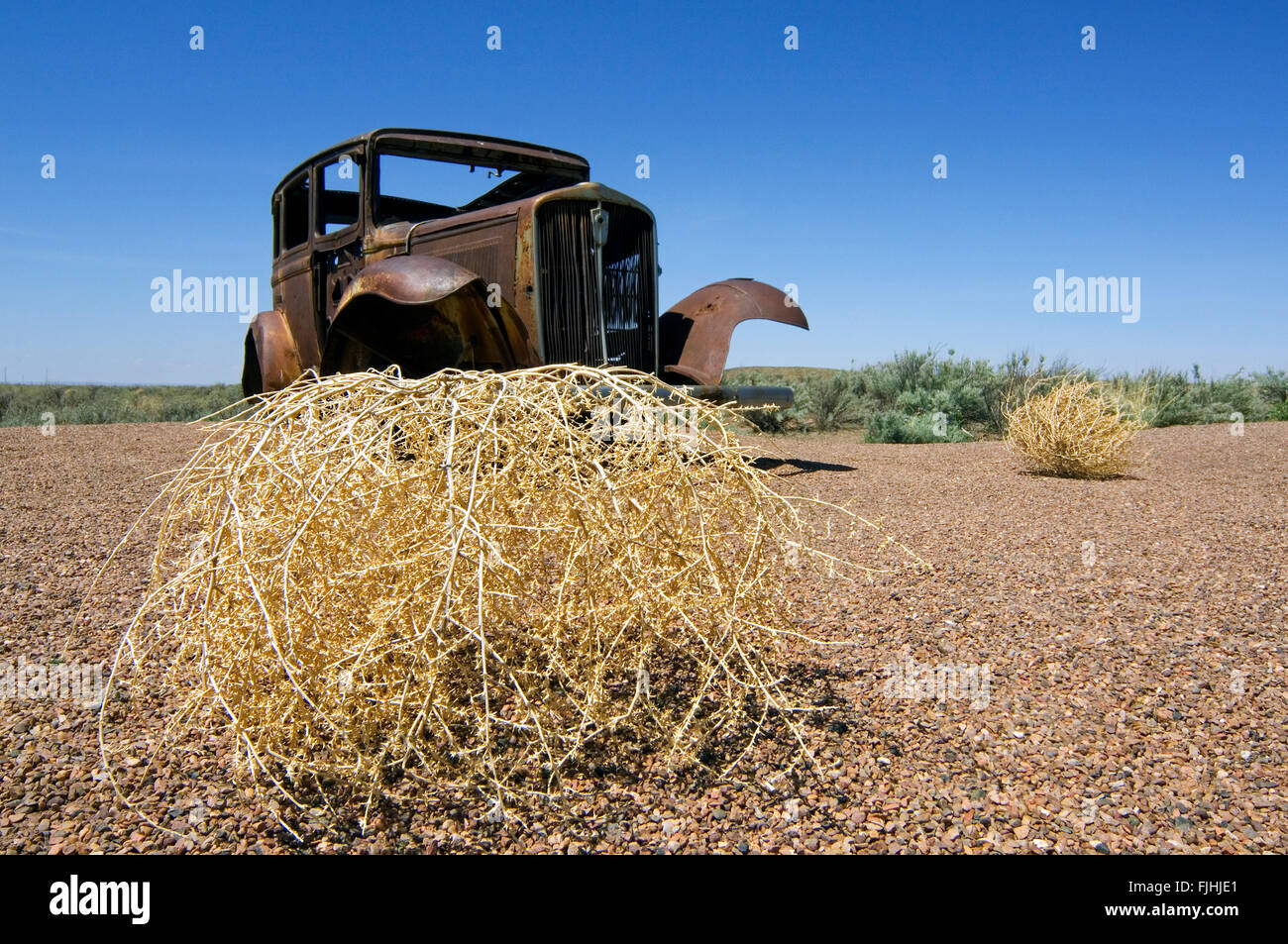 Old rusty car and Prickly Russian Thistle / Tumbleweed (Kali tragus / Salsola tragus / Salsola iberica) along Route 66, Arizona Stock Photo