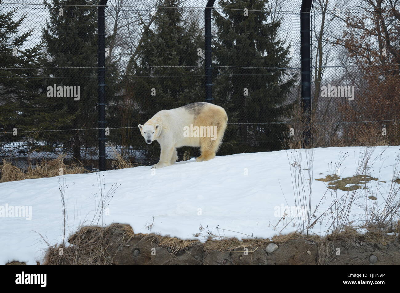 Polar bear animal wildlife hi-res stock photography and images - Alamy