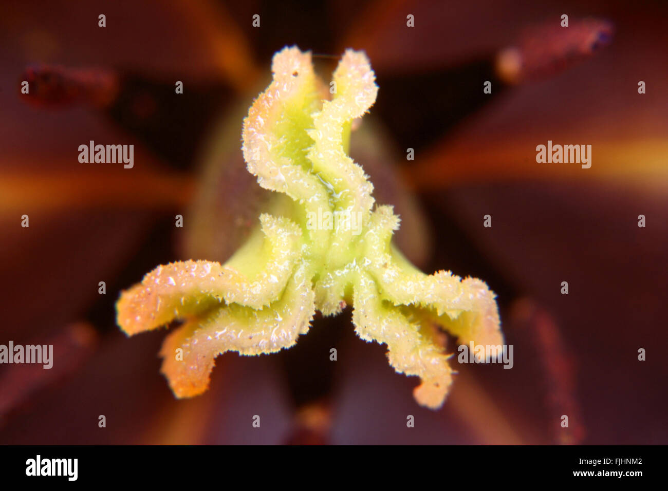 Reproductive organs of tulip plant Stock Photo Alamy