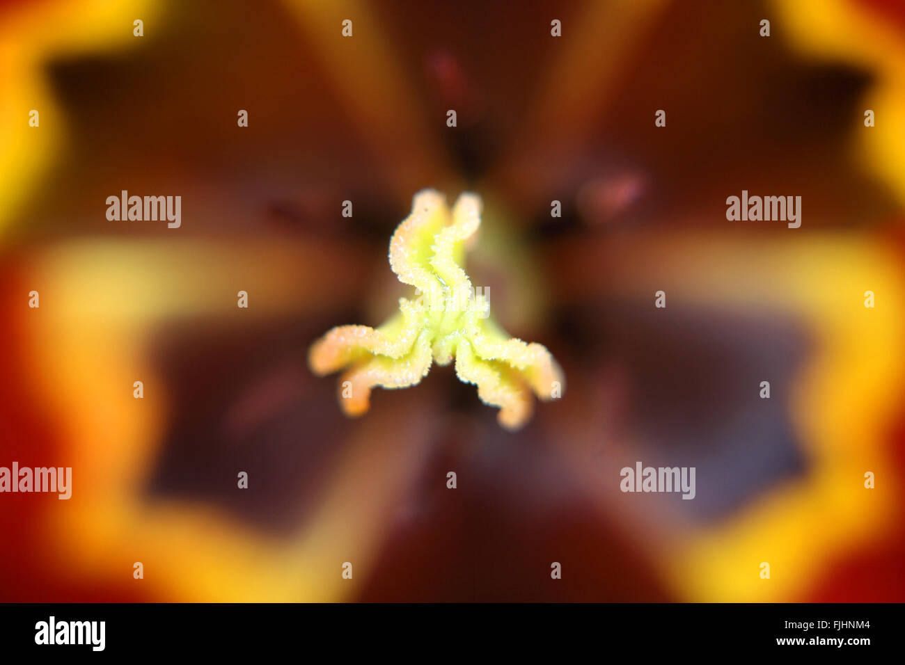 Reproductive organs of tulip plant Stock Photo Alamy