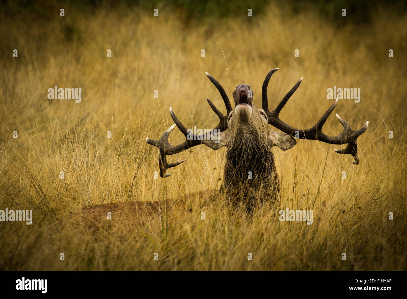 Bellowing Stag Stock Photo