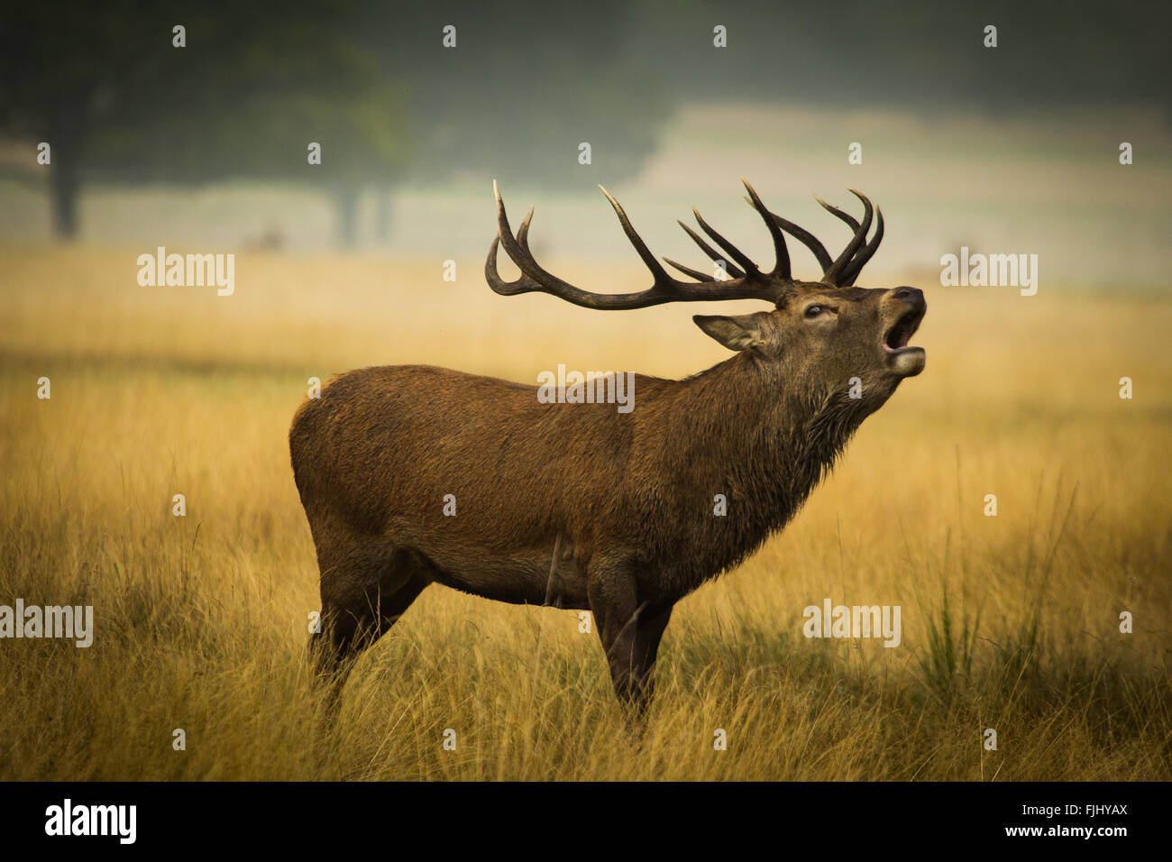 Bellowing Stag Stock Photo