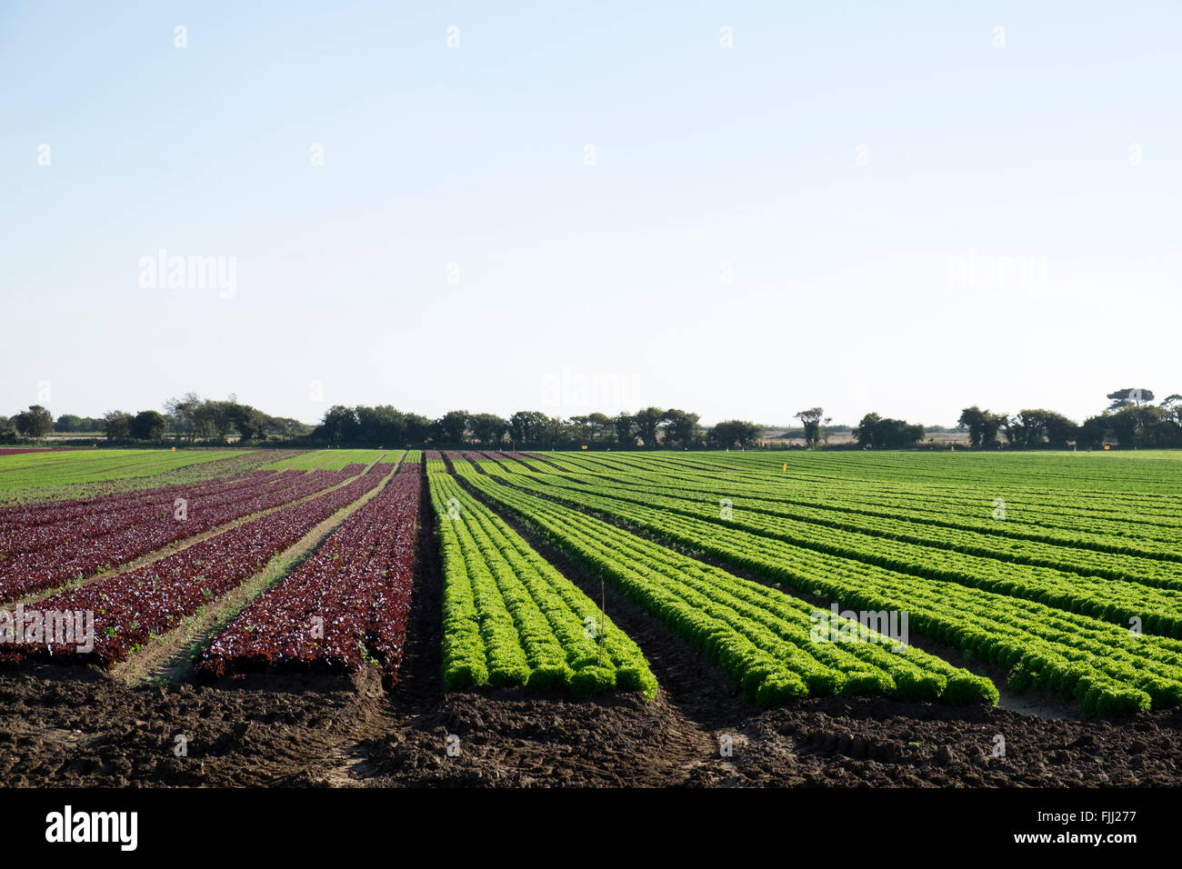 Lettuce crop, Bawdsey, Suffolk, UK. Stock Photo