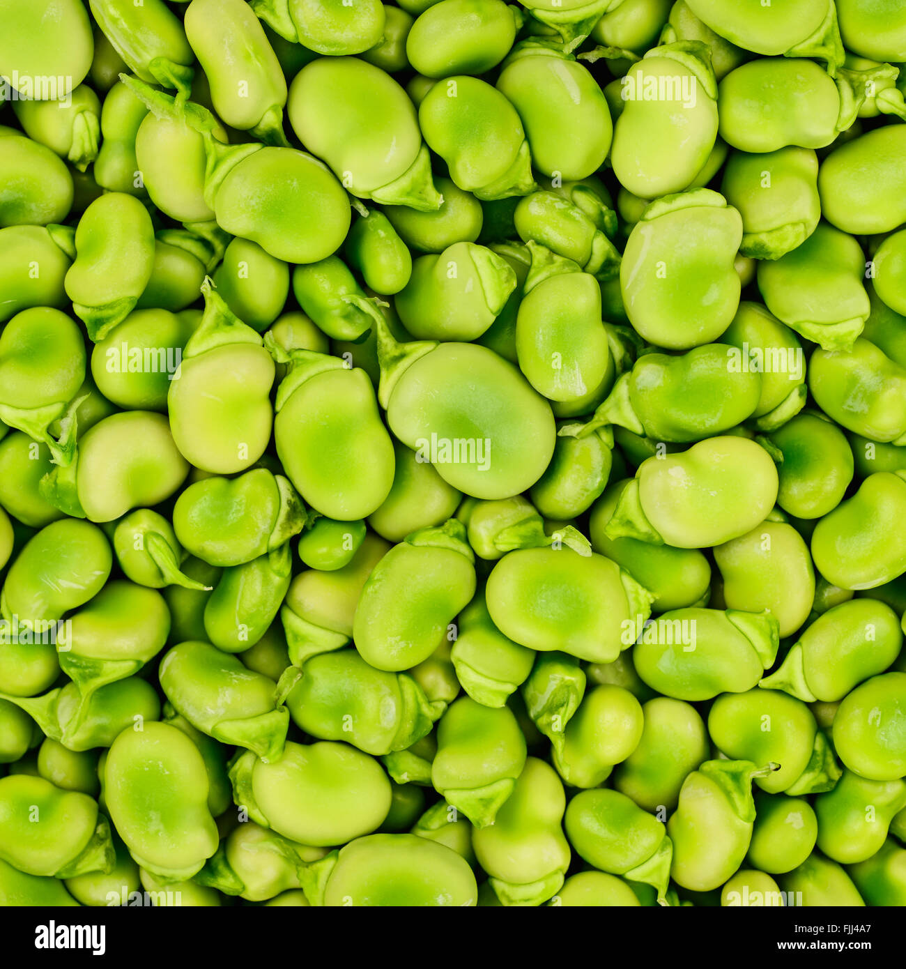 Fresh Fava or broad bean background, texture or pattern. Stock Photo