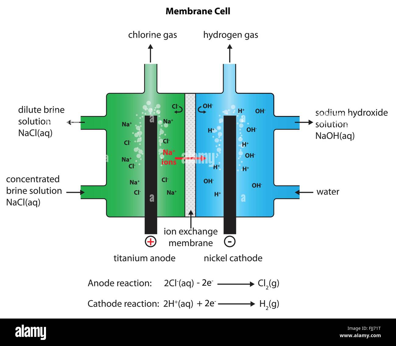 Fully Labeled Diagram Of The Membrane Cell For The Industrial Manufacture Of Chlorine Caustic Soda And Hydrogen Stock Vector Image Art Alamy