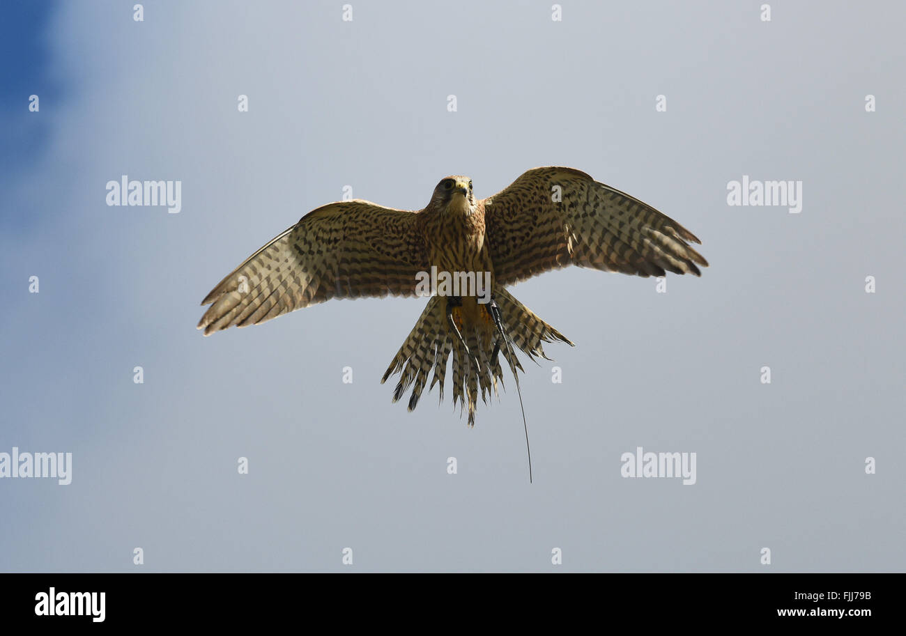 Common kestrel Falco tinnunculus European bird of prey tracking device monitor gps tracker falconry uk Stock Photo