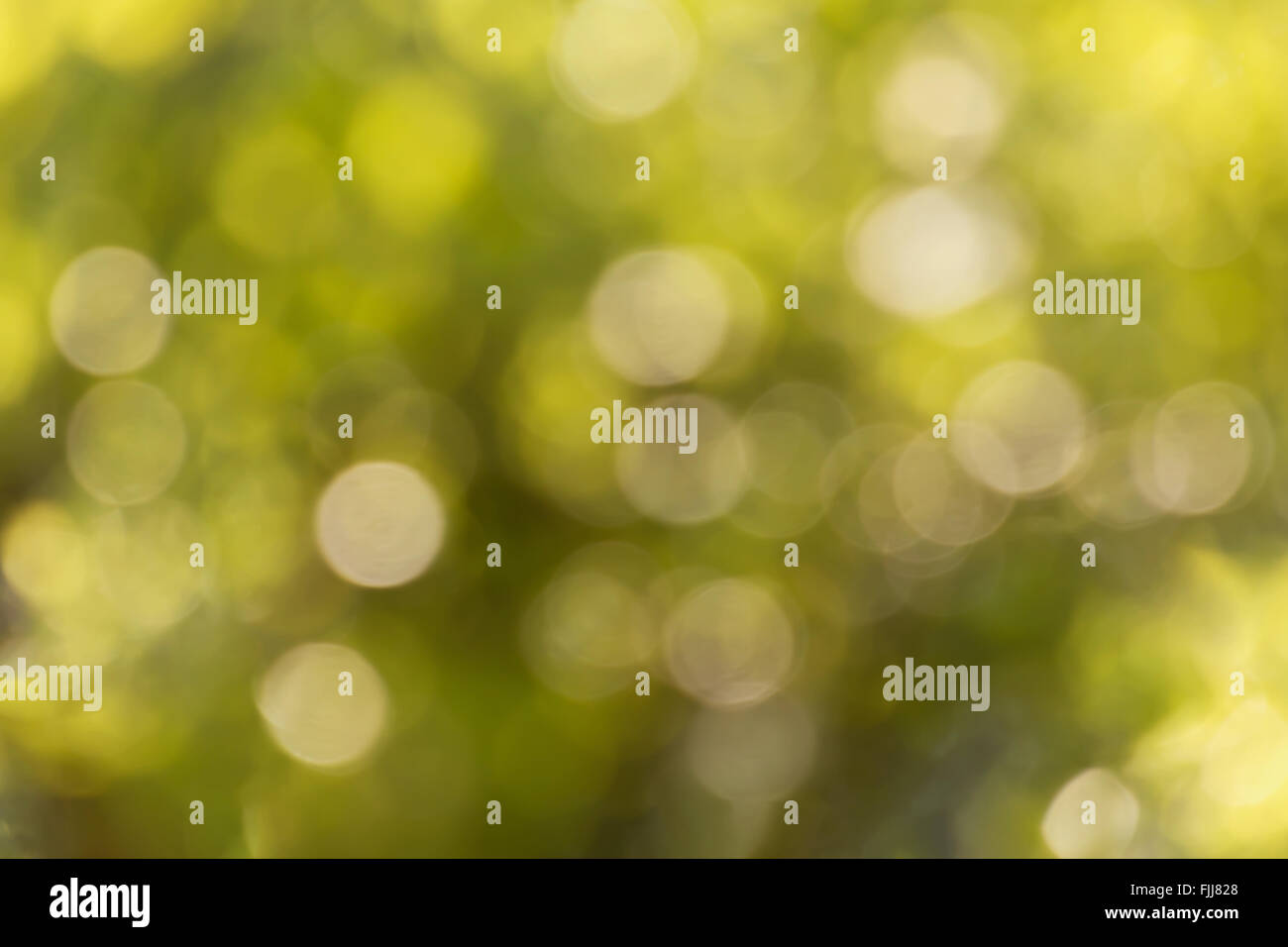 Fresh soft green colour bokeh bush tree and sunlight for abstract romantic background Stock Photo