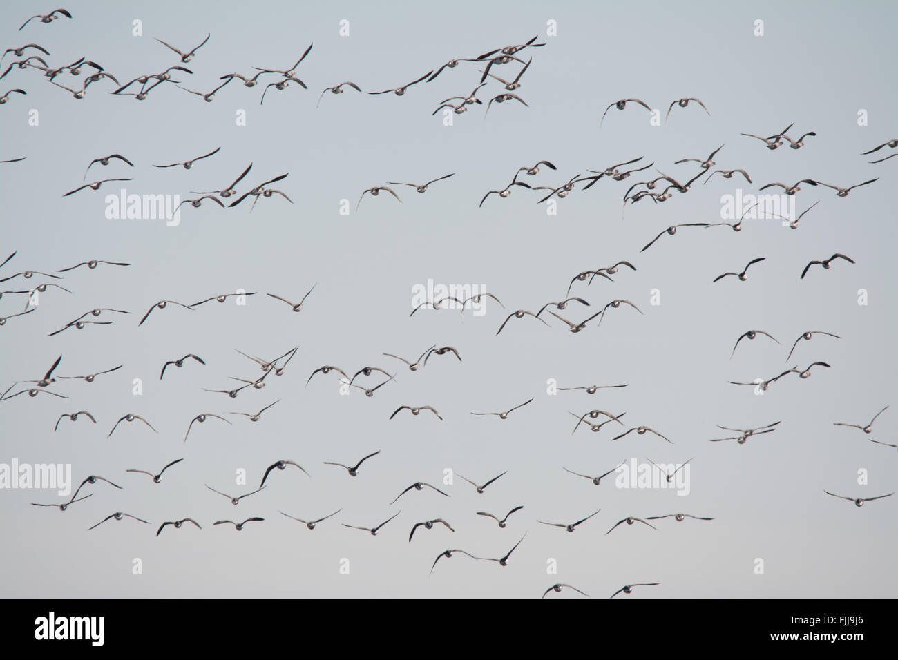 Large flock of brent geese (Branta bernicla) in flight over Farlington Marshes in Hampshire, England, UK Stock Photo