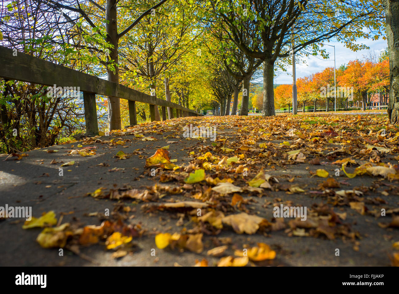 Pathway of Autumn leaves Stock Photo - Alamy