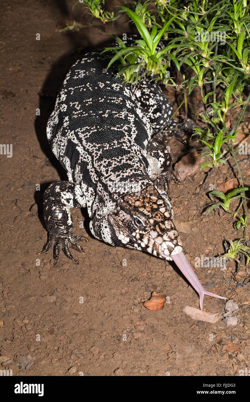 Black and White Tegu Lizard (Tupinambis merianae). Native to Argenina, Brazil, Uraquay, South America. Stock Photo