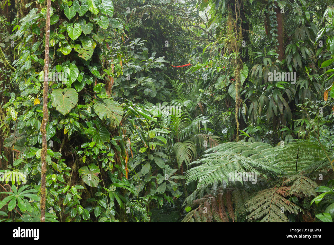 Tropical rainforest landscape hi-res stock photography and images - Alamy