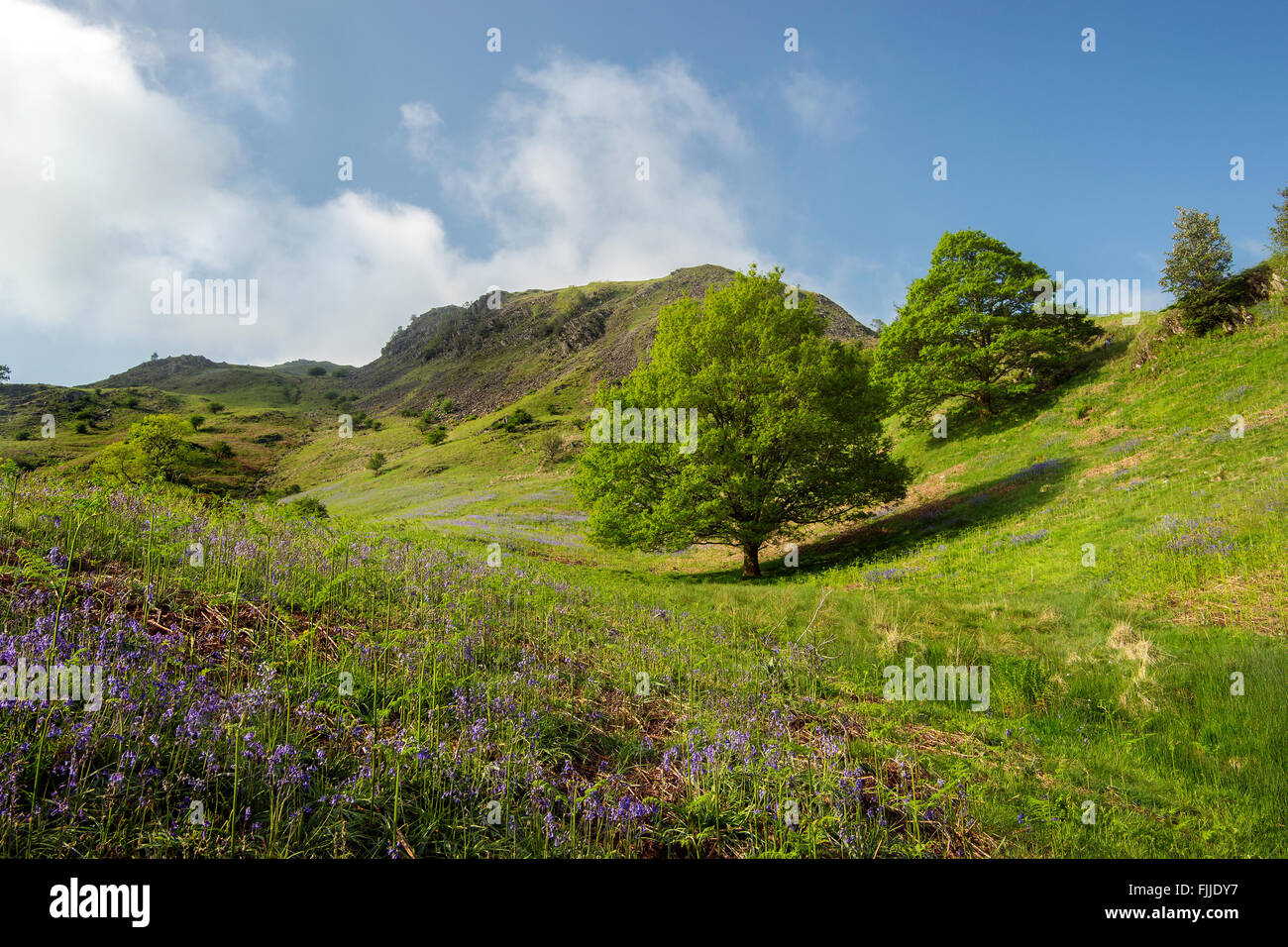Bluebells and Loughrigg fell, near Grasmere, Lake District, England (3) Stock Photo