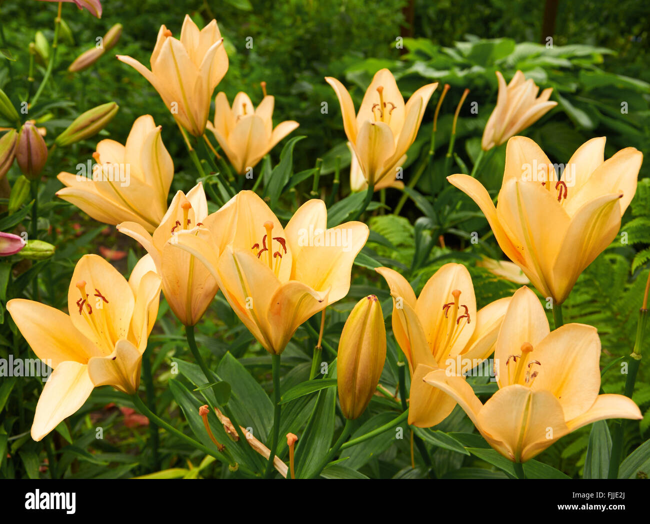 Bright orange bush of fragile lily flowers Stock Photo