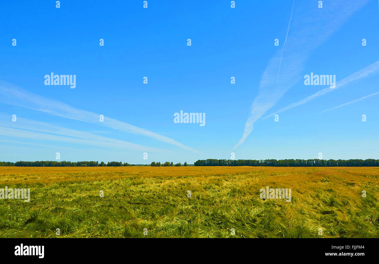 landscape with barley field under blue sky Stock Photo