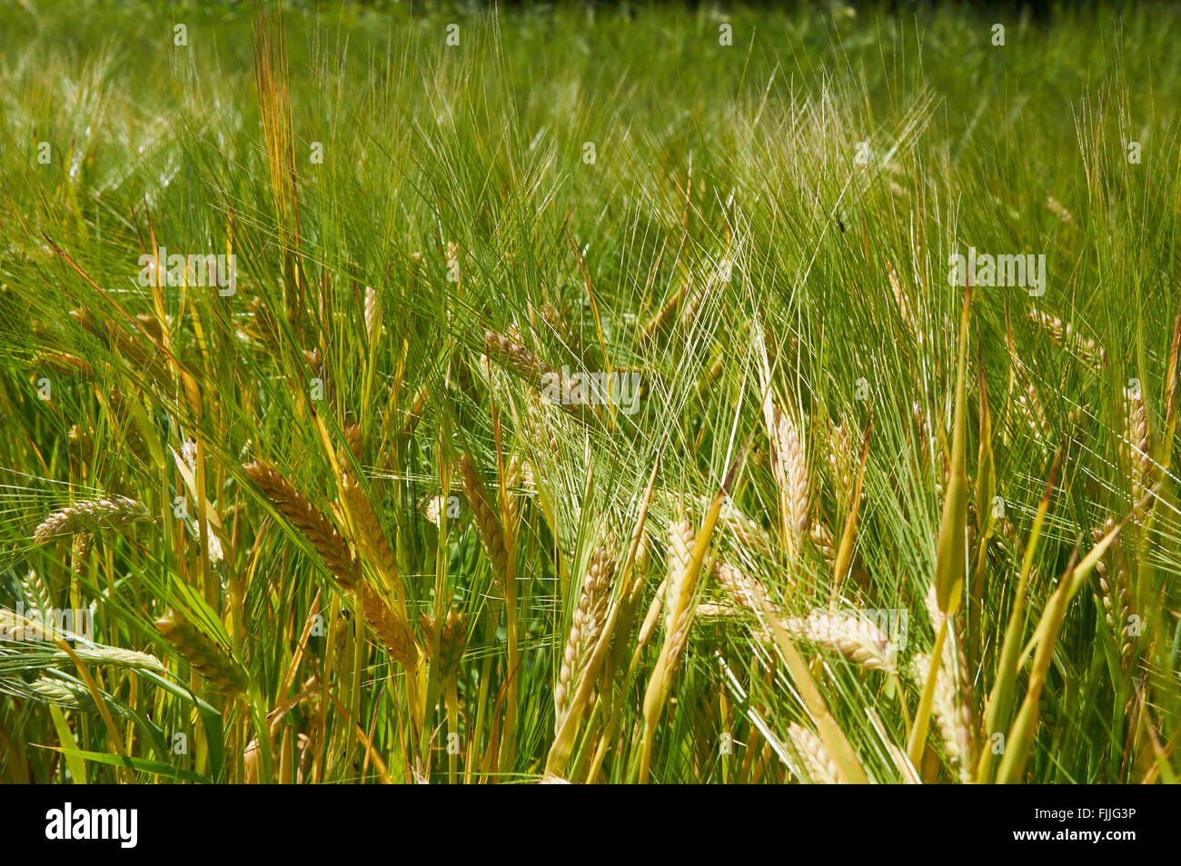 Field of summer barley hi-res stock photography and images - Alamy