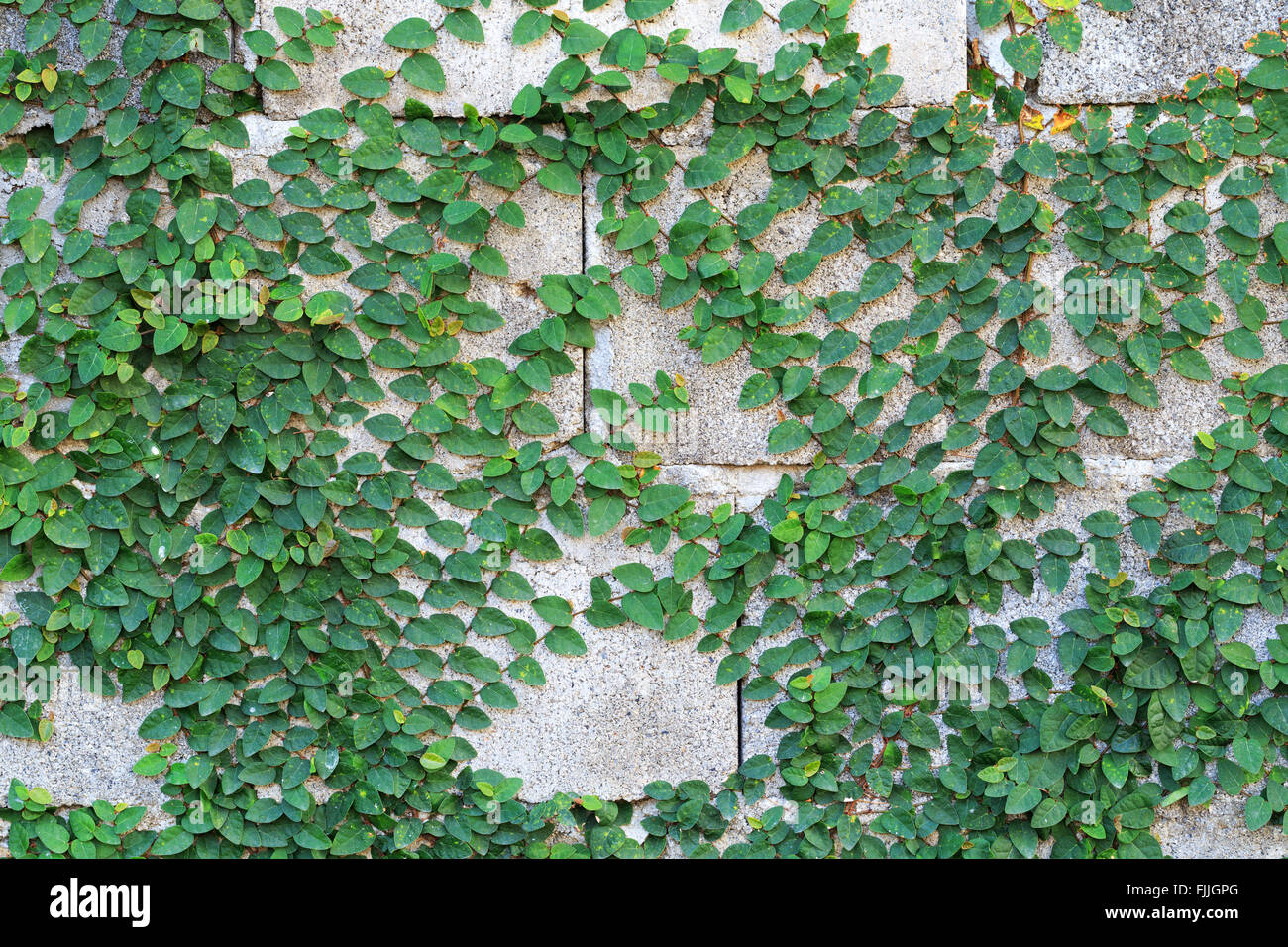 Green Creeper Plant on the Wall Stock Photo