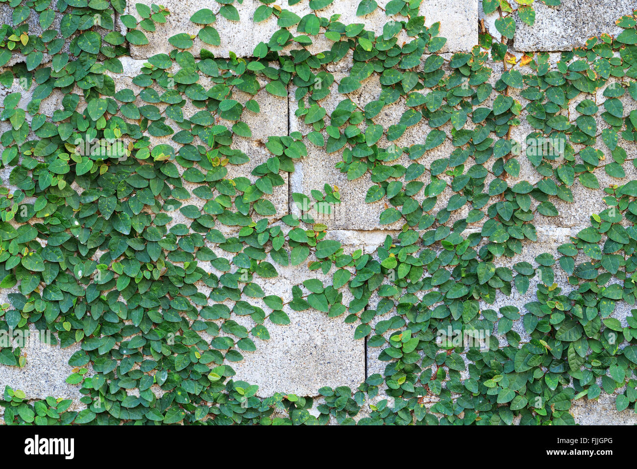 Creeper plant hi-res stock photography and images - Alamy