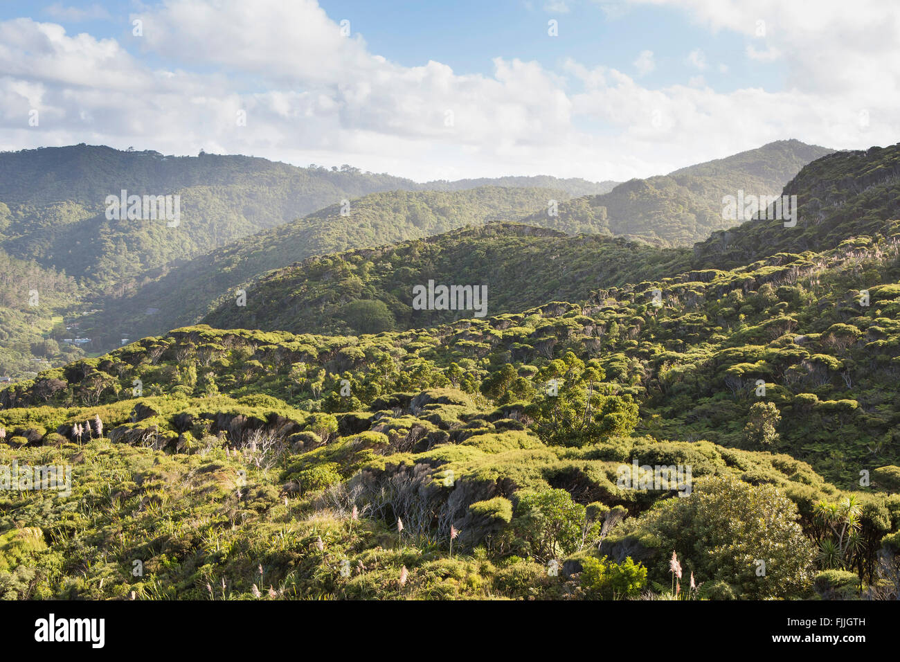 NZ Auckland walk in Waitakere ranges hills over karekare beach near