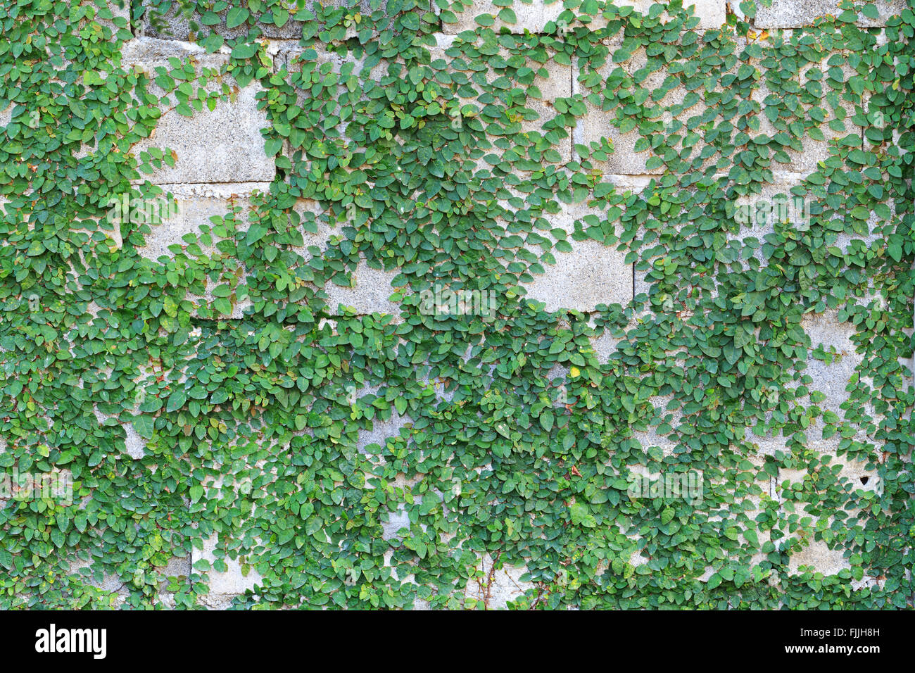 Creeper plant on a wall, Stock image