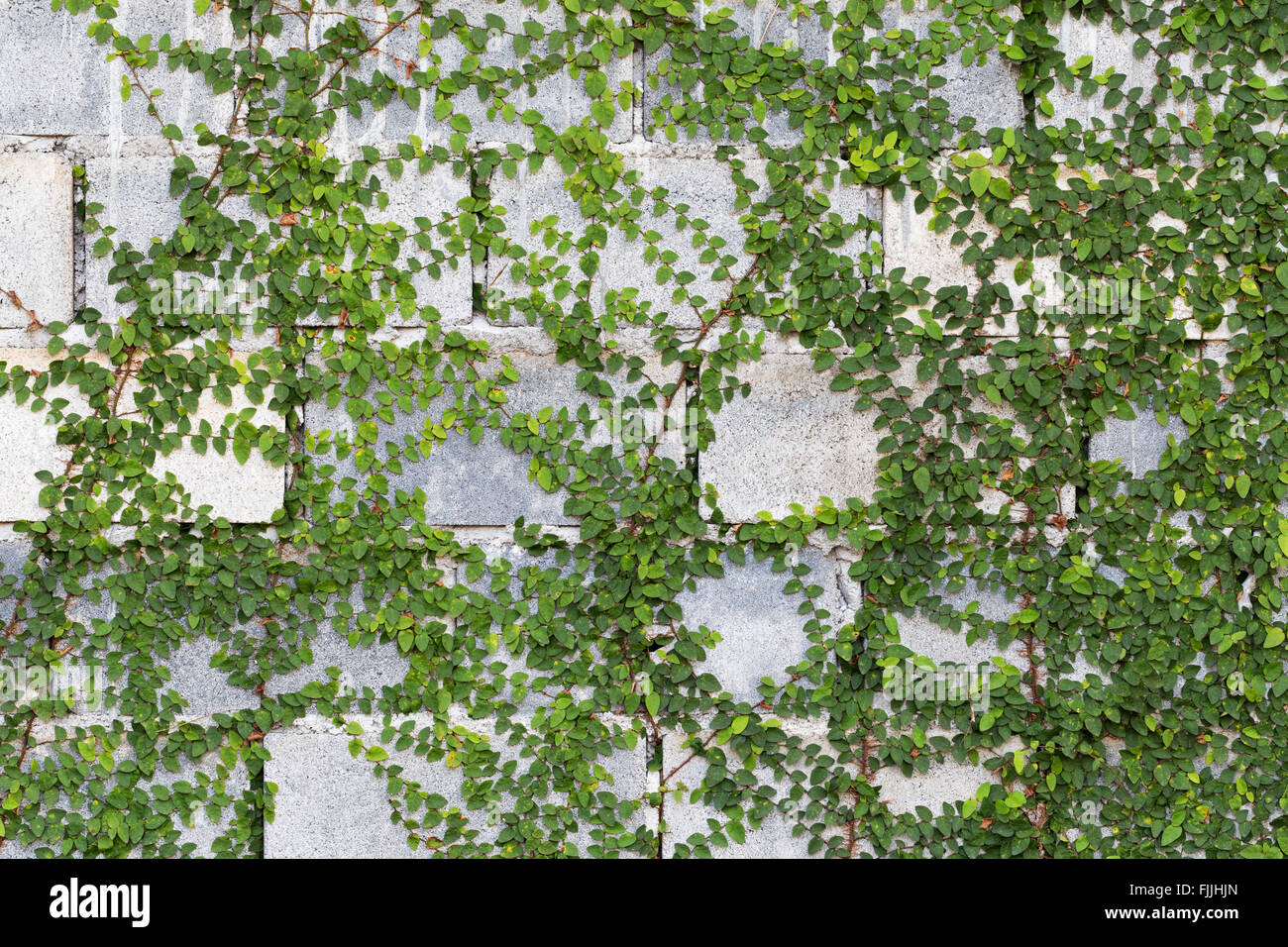 Green Creeper Plant on the Wall Stock Photo Alamy