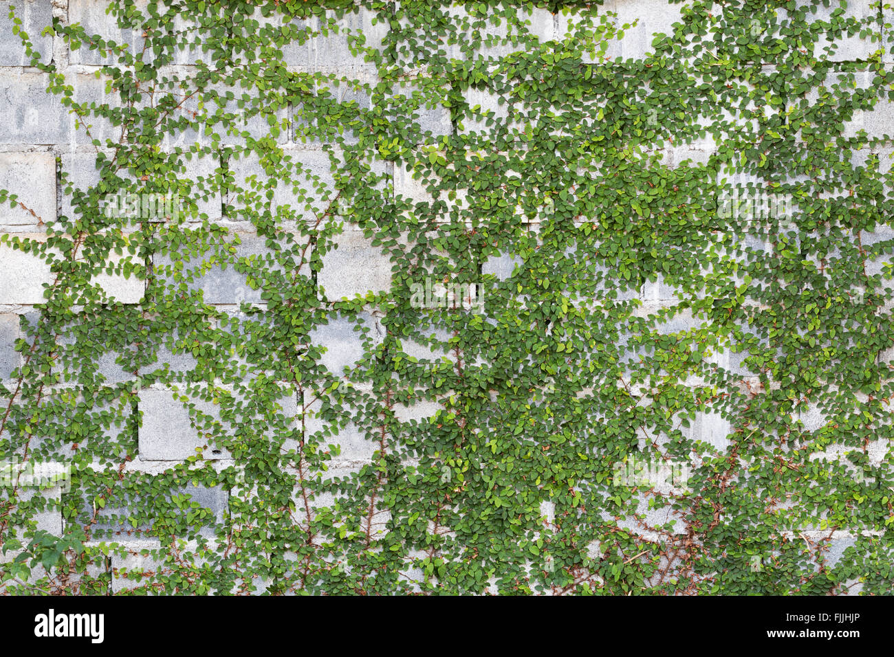 Green Creeper Plant on the Wall Stock Photo Alamy