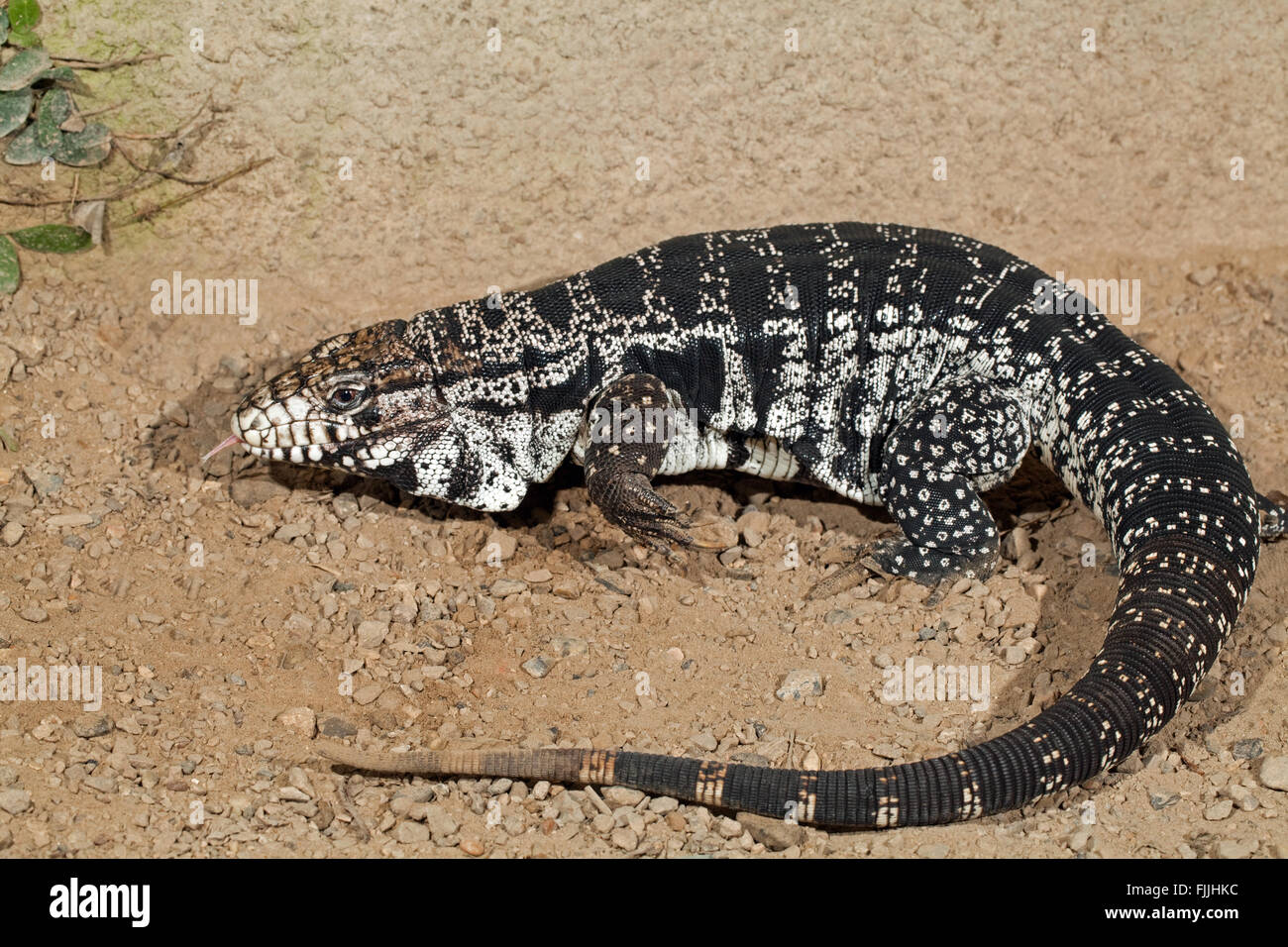 Black and White Tegu (Tupinambis merianae). Big, robust, South American Lizard. Stock Photo