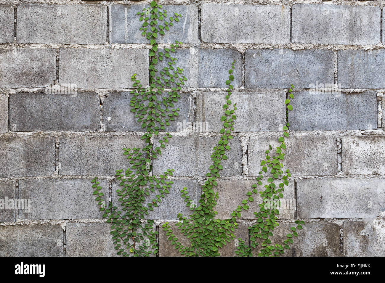 Green creeper plant on wall hires stock photography and images Alamy