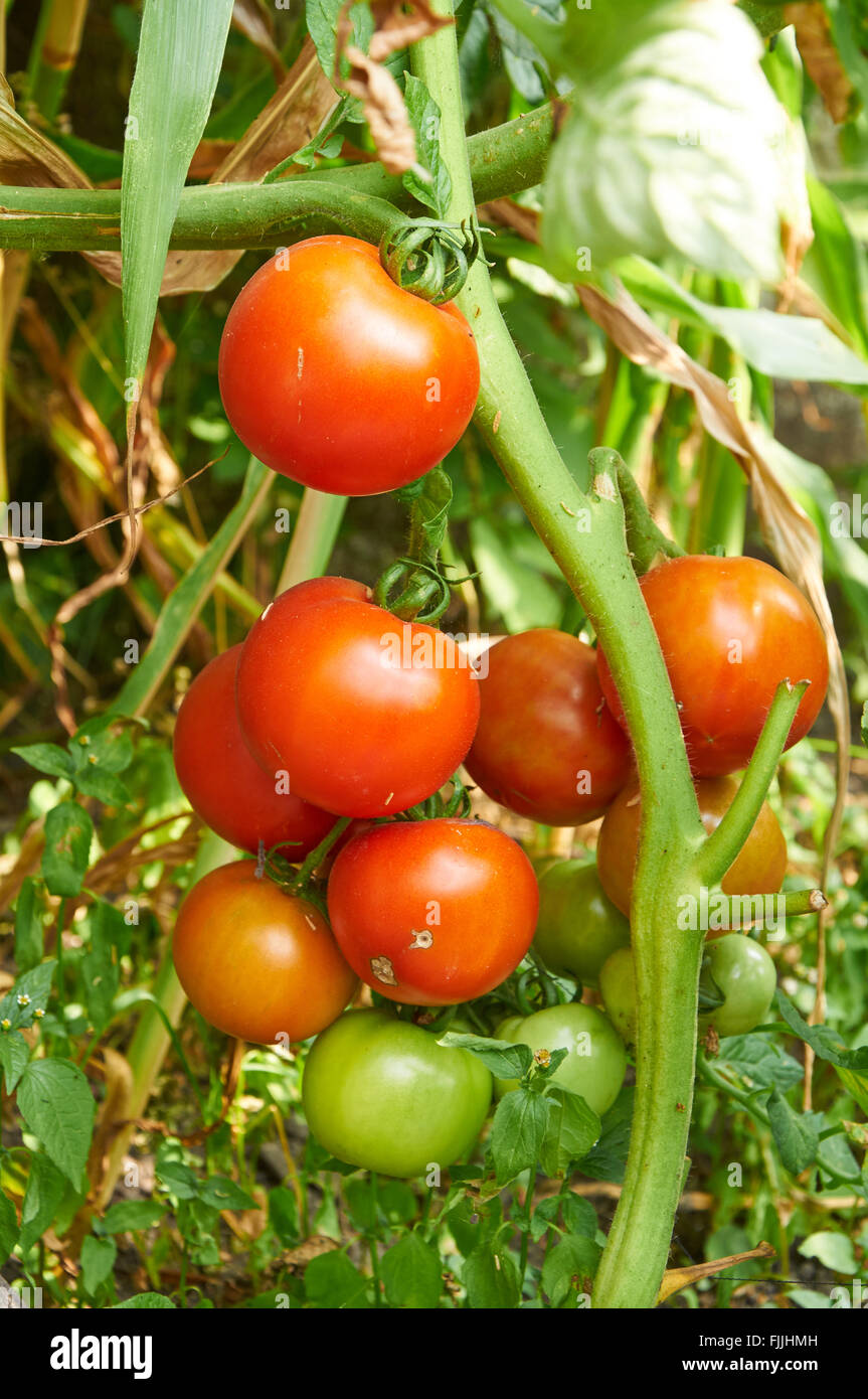 Growing branch of red tomato on vegetable garden Stock Photo - Alamy