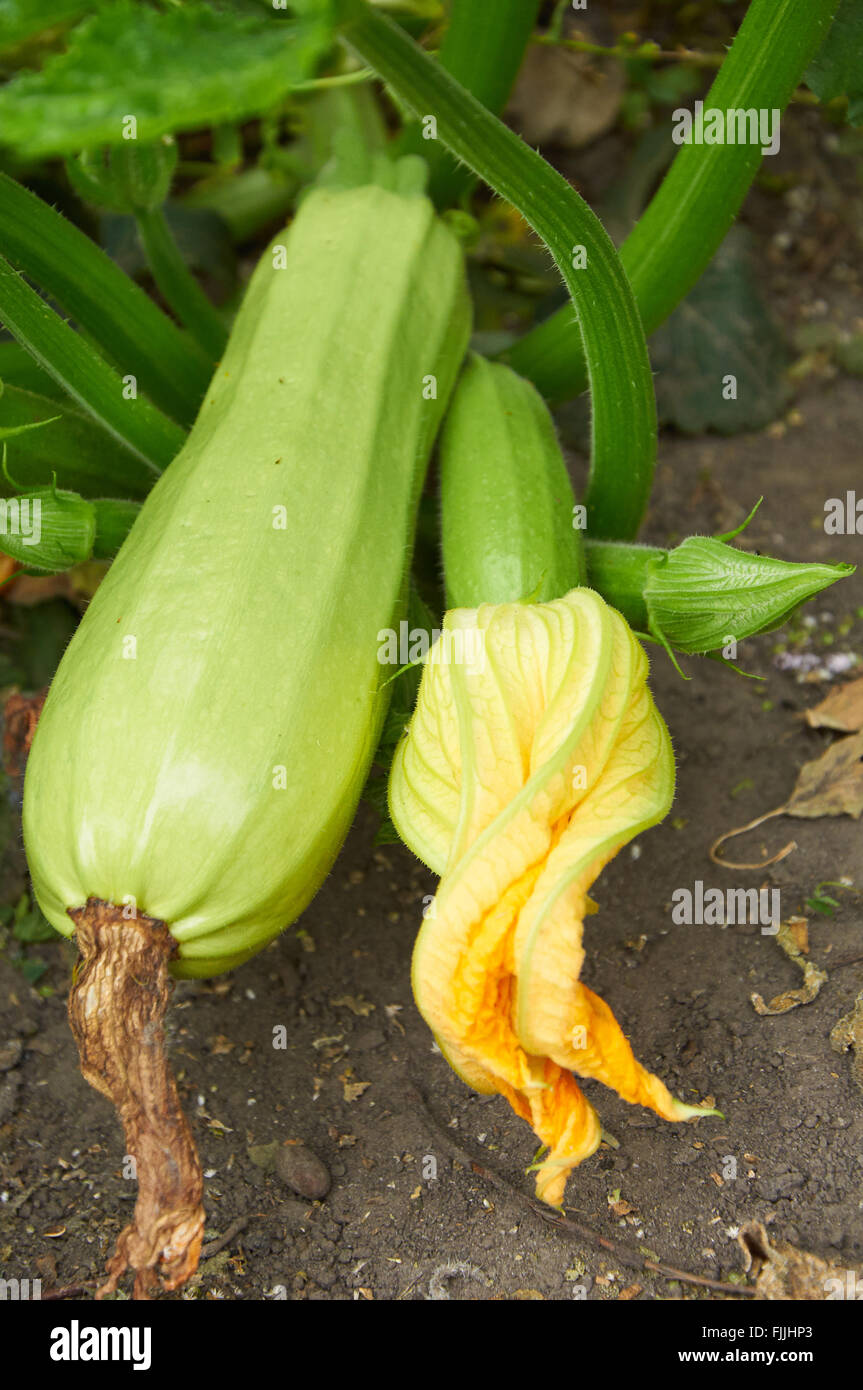 Ripe marrow and ovary with flower on the bush Stock Photo