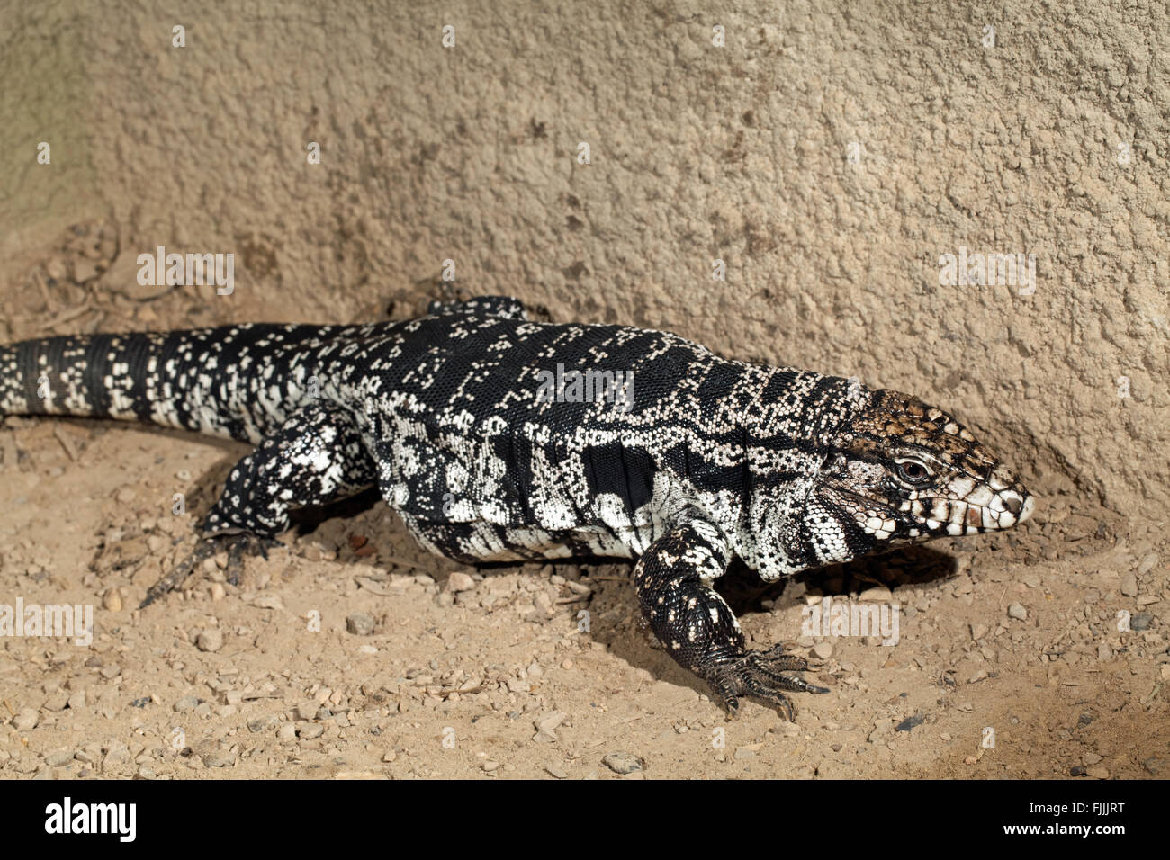 Black and White Tegu (Tupinambis merianae). A large lizard found in South and Central America. Introduced, invasive in Florida, Stock Photo