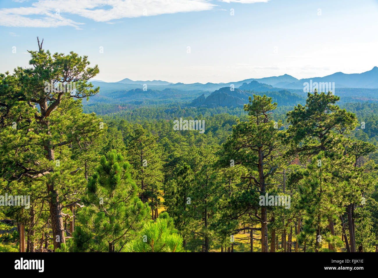 Forested landscape in Custer State Park in South Dakota Stock Photo