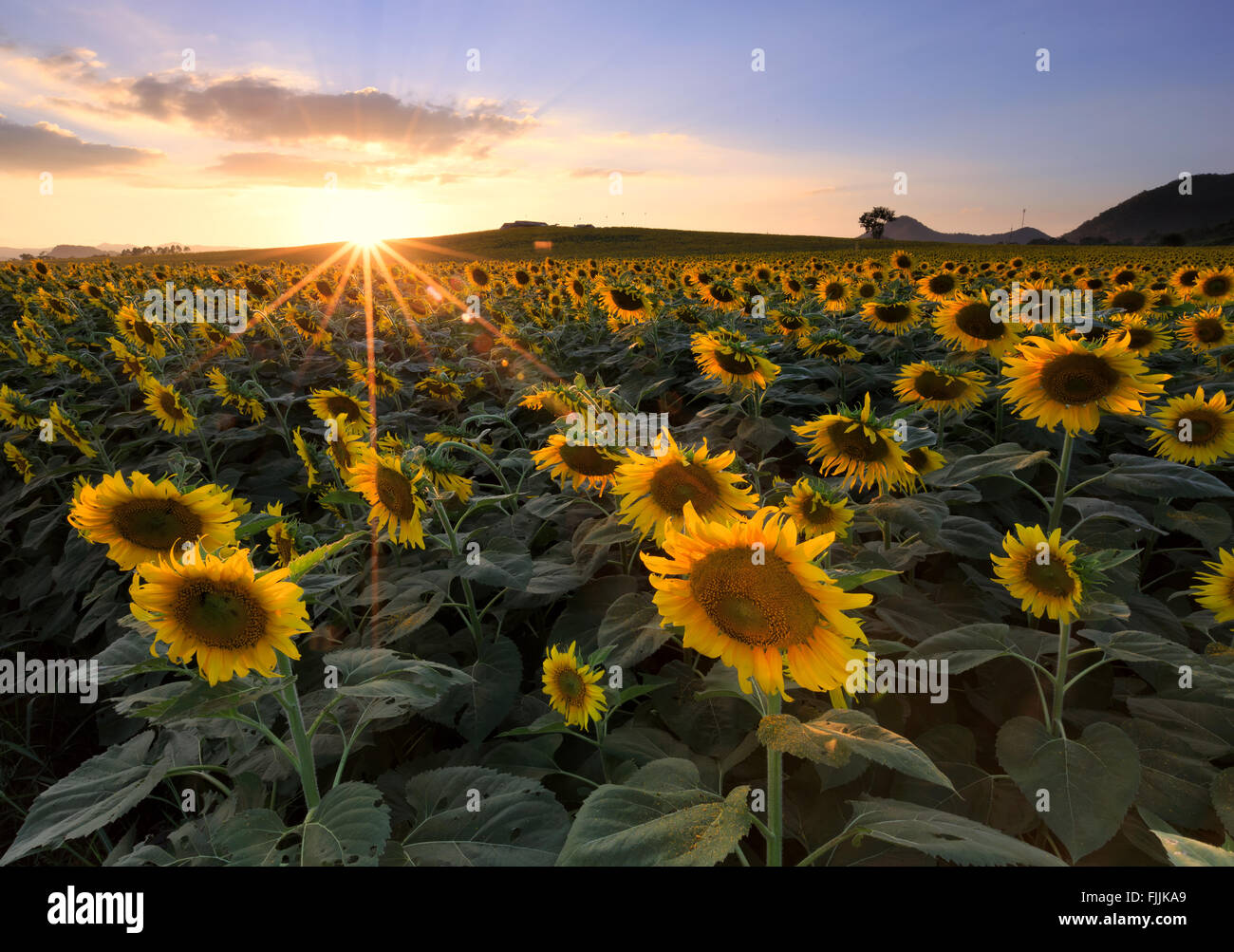 field of blooming sunflowers on a background sunset Stock Photo - Alamy