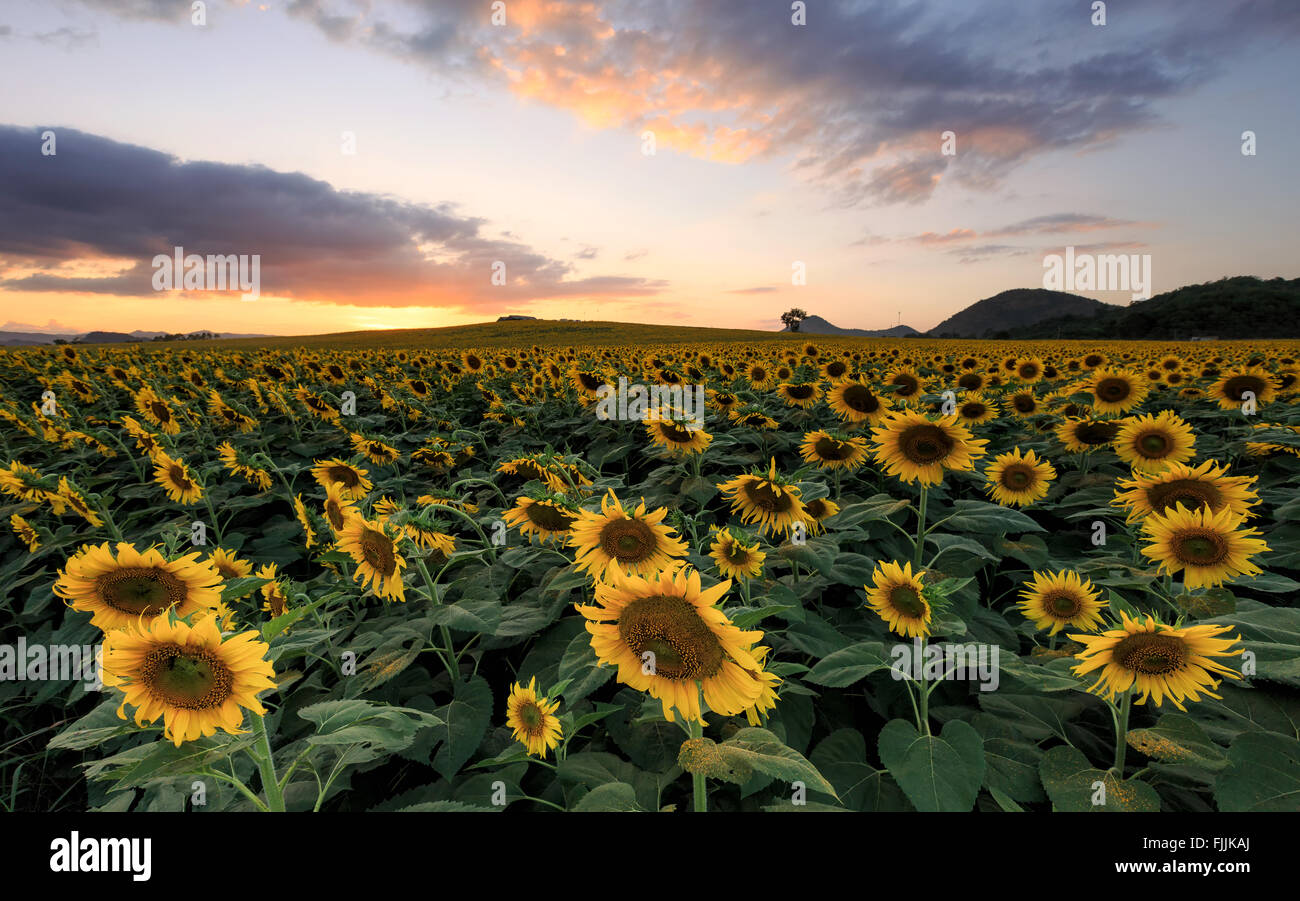 field of blooming sunflowers on a background sunset Stock Photo - Alamy