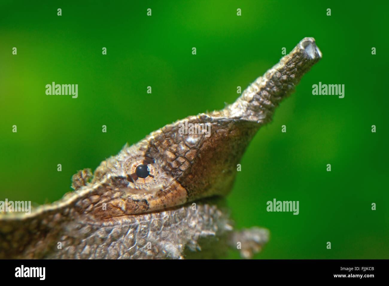 Matamata or Mata mata (Chelus fimbriata). Head portrait. Long snout with nostrils, eye, mouth and lateral side flap. Stock Photo