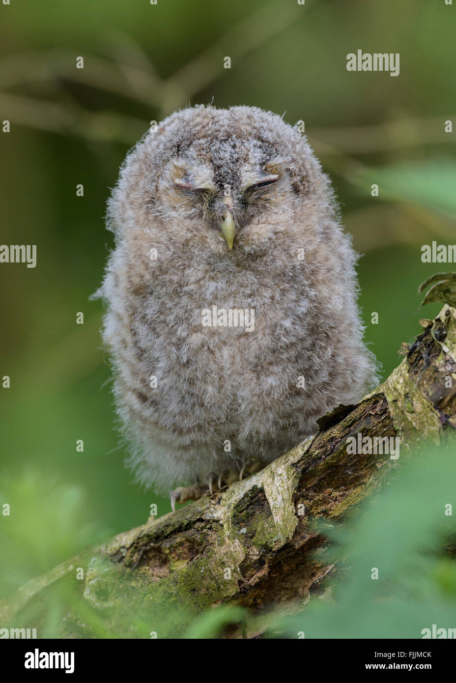 Tawny owl chick napping Stock Photo