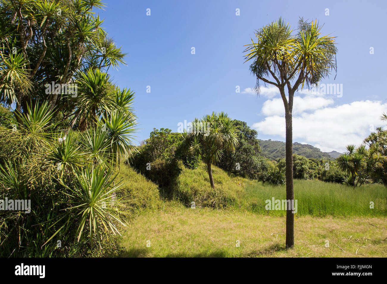 NZ Auckland walk in Waitakere ranges hills over karekare beach near