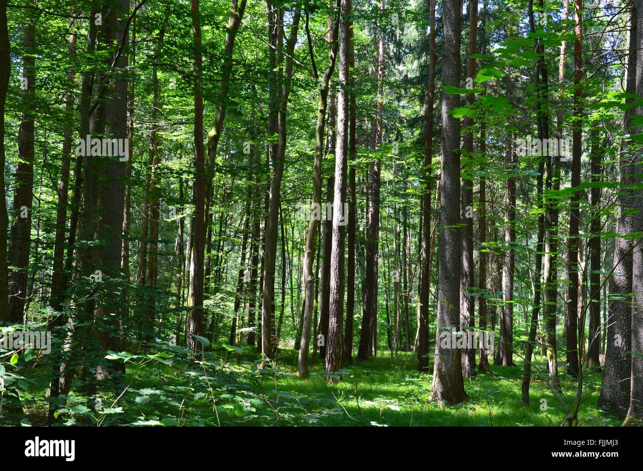 nice trees view Stock Photo - Alamy