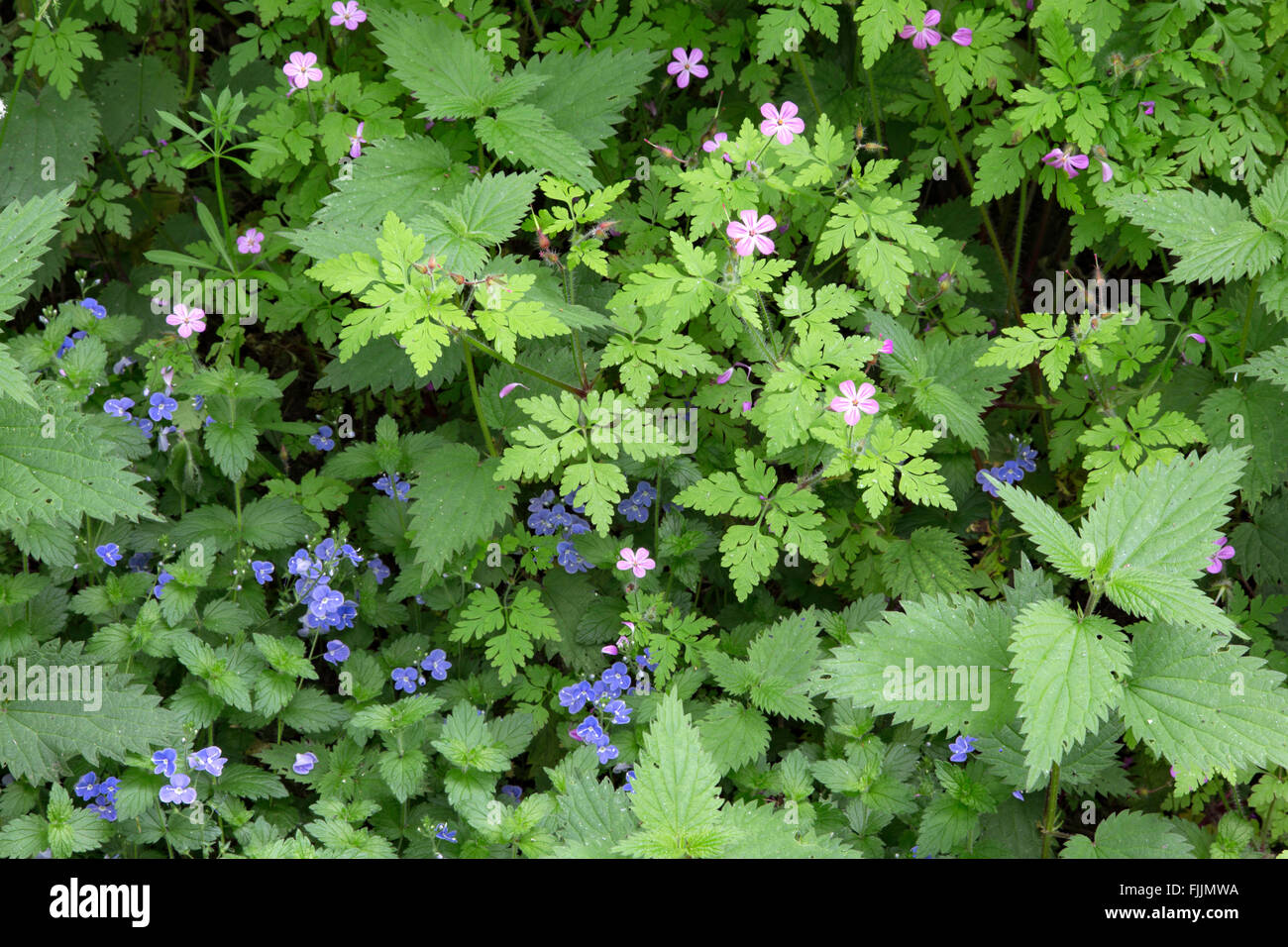 Hedgerow wildflowers, Herb Robert, Stinging Nettles Stock Photo