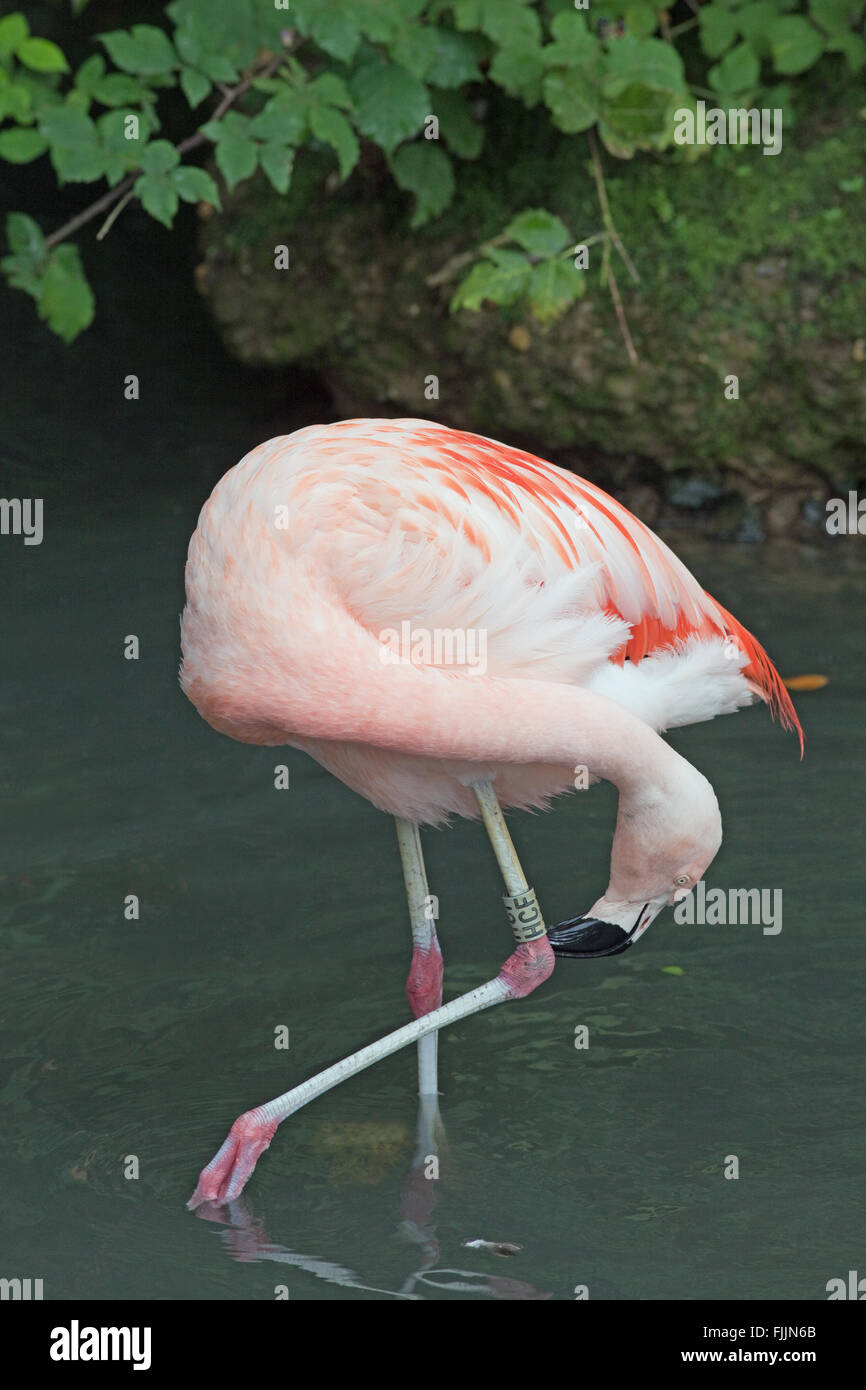 Chilean Flamingo (Phoenicopterus chilensis). Adjusting position of Darvic plastic engraved identification ring, or band. Stock Photo